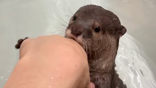 カワウソさくら お風呂でも飼い主(の手)についてくるカワウソ otter that sticks to the owner's hand even in the bath