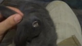 Одноухий кролик 2 \ кролиководство