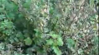 Mari song "Jalem" (My Village)