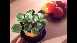 Как выглядит моя фиалка )) размножение фиалки ))