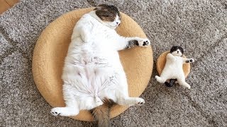Super HILARIOUS & CUTE ANIMALS - Get ready to LAUGH YOUR HEAD OFF