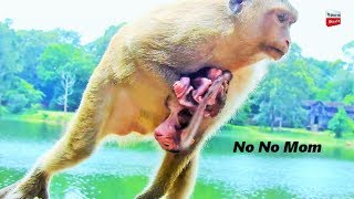 Oh really worry Billiona fall when youngest mother Holding baby like this Youlike Monkey