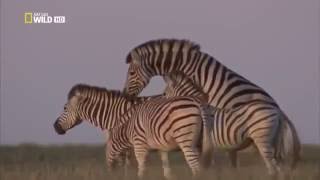 Дикая Бесплодная Пустиня  Калахари !!! Как Выживают Животные! Фильм Nat Geo Wild