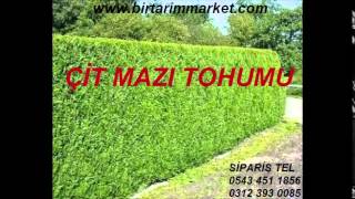 mazi tohumu satisi,mazı tohumu çimlendirme,ÇİT MAZI TOHUMU,ÇİT MAZISI TOHUMU,ÇİT MAZI TOHUMU,ÇİT MAZ