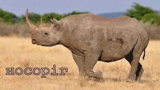 Тварини Африки їх голоси та звуки.
