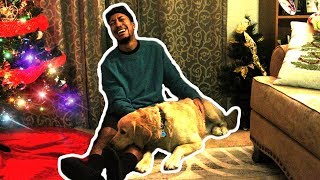 DO DOGS GO TO HEAVEN!!??