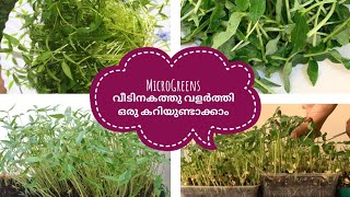 മൈക്രോഗ്രീൻസ് വീടിനകത്തു വളർത്തി ഒരു കറിയുണ്ടാക്കാം | Safi's Spoons