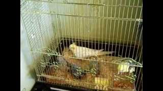 Попугаи нимфы - кореллы Кузя и Фиби (разведение) 15 Птенец кореллы Breeding Corell.