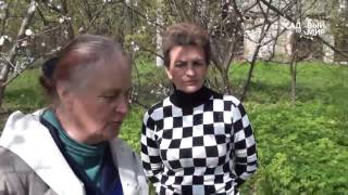 Абрикосы в Средней полосе