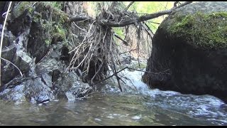 Через дебри Сибири. Тайга. Рыбалка. Охота. Грибы.
