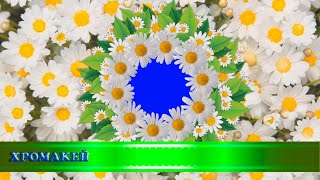 Переходы/футажи "Цветы и бабочки"/хромакей/transitions "flowers"/chromakey