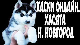 Хаски онлайн. Хасята Нижний Новгород