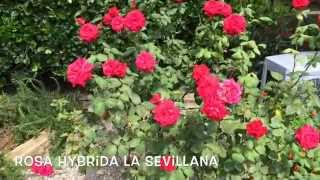 Rosa hybrida La Sevillana. Garden Center online Costa Brava - Girona.