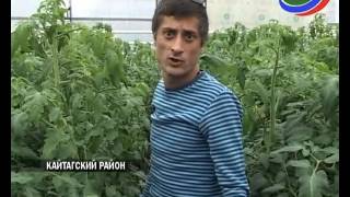 Юрист из Каспийска переехал в Кайтагский район и открыл тепличное хозяйство