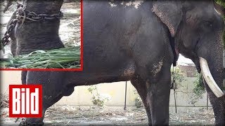 Elefant nach 58 Jahren aus Gefangenschaft befreit - Geschunden und Gefesselt