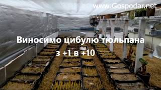 Виносимо тюльпан в теплицю 14.01.2018 /  Выносим тюльпан в теплицу 14.01.2018