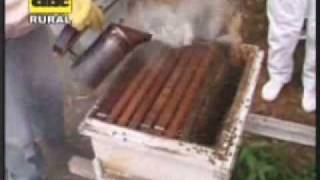 Trabajos de apicultura en verano