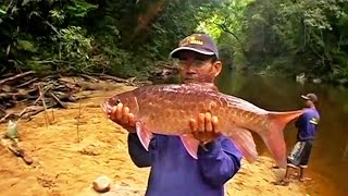 Fishing for Malaysian Mahseer at Pahang National Park