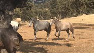 Potras futuras yeguas para cubricion en 2020. Nuevos caballos sementales. Horse mating