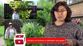 Туевик поникающий - императорское дерево для сада