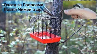 Ловля чижей и др - Охота за Голосами Открытие Осень 2017