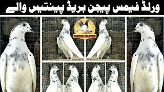 FAMOUS PIGEONS BREED 35 WALY