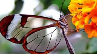 "Gato Barbieri - Butterfly" ( "Гато Барбьери - Бабочка" )