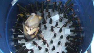The Chicken Plucker Machine