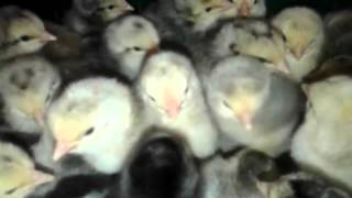 Суточные цыплята кур породы Борковская Барвистая