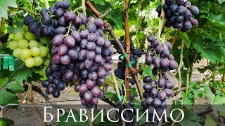 Гибридная форма винограда Брависсимо
