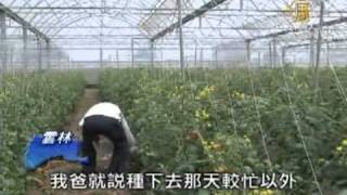 不酸不澀 台灣玫瑰蕃茄成功上市