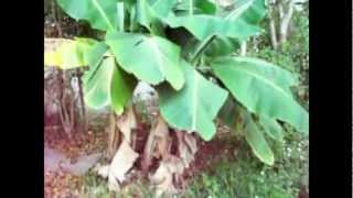 My Banana Plants: Update