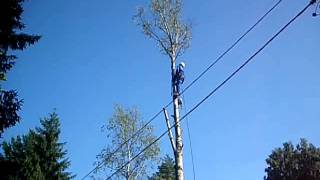 89215548127 Спилить дерево по частям.