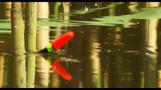 Веселая ПОКЛЕВКА КАРАСЯ. Ловля карася на поплавок в камыше. Рыбалка Fishing angeln la pesca câu cá