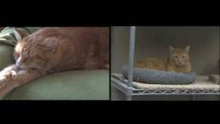 HELP Humane - All About FIV