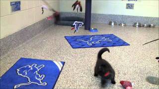 Adopt Your Own Detroit Mini-Lion