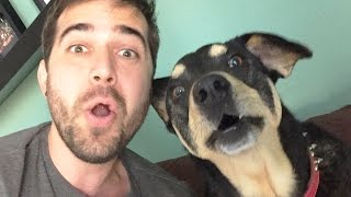 DOG SAYS I LOVE YOU! (11.13.14 - Day 2025)