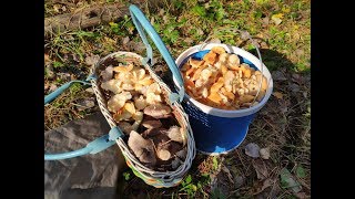 Очень много рядовок и зимних грибов! Пермь.Курья.5 окт 2019(3)