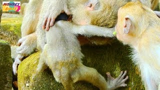 Big Bronco baby angry mom deny milk cry loudly|Mom monkey very tired&kindly for milk|Monkey Daily395