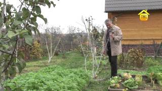 Обрезка и формирование плодовых деревьев // FORUMHOUSE