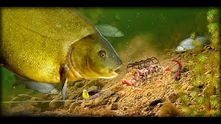Оригинальная но очень уловистая насадка из манки. Карась, лещ, плотва.