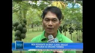 PTV8 featured FFF Ilihan Bio-farming Cluster - Organic Farming of Papaya