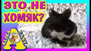 ЭТО НЕ ДЖУНГАРСКИЙ ХОМЯК? / АЛИСУ ОБМАНУЛИ! / ЧТО СКРЫВАЕТ НОВЫЙ хомяк ОРЕО / Alisa Easy Pets