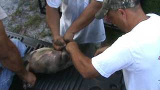 Hog castration
