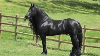 Highly acclaimed Friesian Stallion, SPECTACULAR, JAW-DROPPING