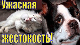 Ужасная Жестокость/Погром в Мурманском приюте/Мурманский приют для животных/Жестокость с животными