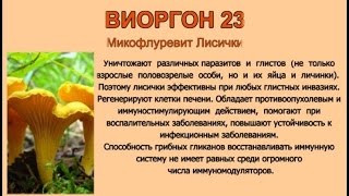 Биорегуляторы виоргоны и виофтаны - Виоргон 23 «Лисички» Севостьянова Т.