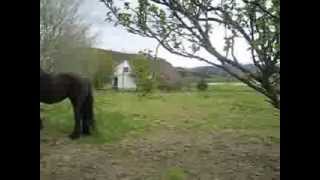 Hest Caballo på Dønna