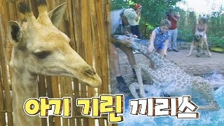 수영못하는 기린이 물에 빠지자, 사람들이 한 행동?
