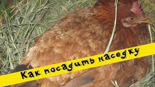 ✔Как посадить КУРИЦУ на яйца. НАСЕДКА. Квочка. Высиживание ЦЫПЛЯТ.